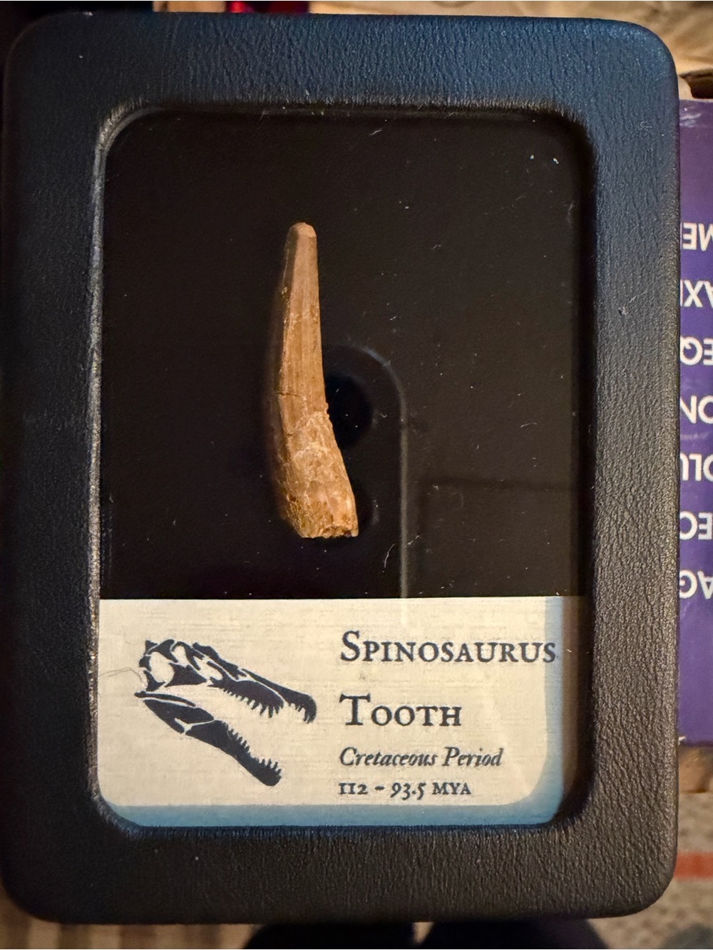 Spinosaurus Tooth Display Specimen CHEAP OPPORTUNITY